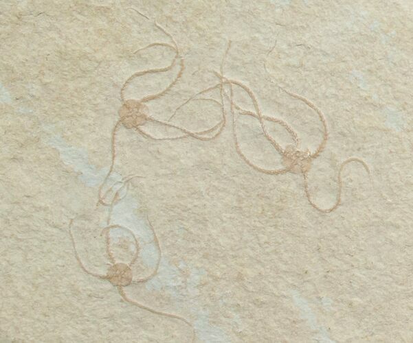 Sinosura Brittle Star Plate - Individuals #6677